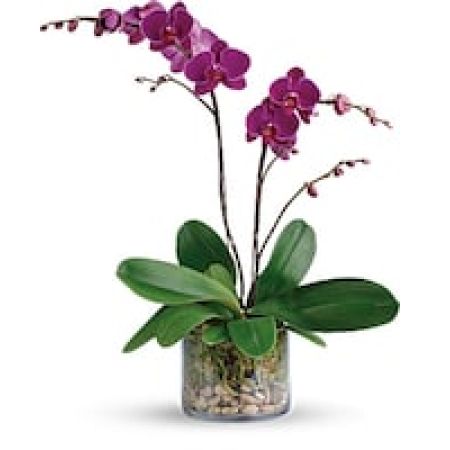 My Lady's Florist Westland - Show your gratitude for a special someone with this glorious living gift. Simply presented in a clear glass cylinder, these alluring purple phalaenopsis orchids add natural elegance to any environment. \n
