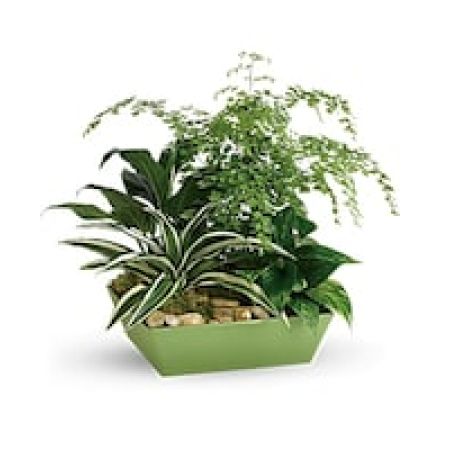 My Lady's Florist Westland - A gift to grow on! Delivered in a modern tapered tray, this living gift of wispy maidenhair fern and sculptural dracaena plants is sure to freshen up any room.\n