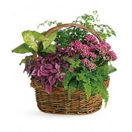 My Lady's Florist Westland - It will be no secret how you feel about the person lucky enough to receive this beautiful basket. Whether it's someone you work with or someone you live with. Someone near or someone far. This gift is overflowing with robust beauty and lively energy.