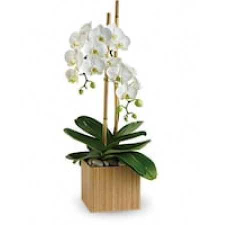 My Lady's Florist Westland - Pure elegance. That's what these divine white phalaenopsis orchids deliver. They're beautiful upon arrival, and what's even more beautiful is that these amazing plants are easy to take care of, and can blossom for months.