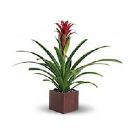 My Lady's Florist Westland - Related to the pineapple plant, perhaps because of its sweetness, this gorgeous beauty adds red and tropical greenery to any room. It's delivered in an exclusive bamboo cube, which makes it extra beautiful.