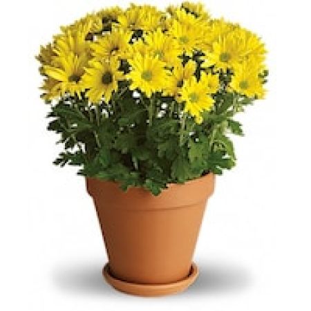 My Lady's Florist Westland - It's no wonder so many people are crazy about daisies. Daisy chrysanthemums, that is. This bright yellow plant is so full of sunshine it almost begs for a beach towel! Pretty, very sweet, and it will last a long, long time!