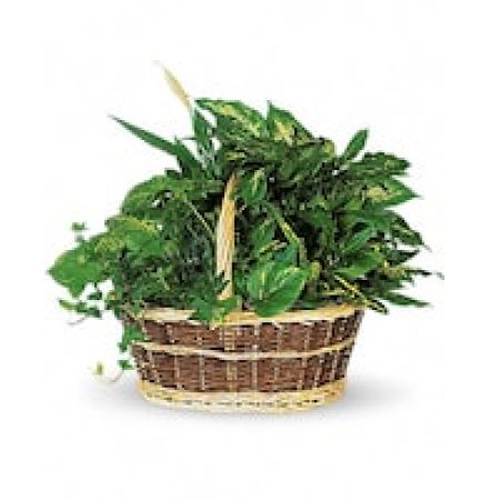 My Lady's Florist Westland - This impressive garden of indoor plants will be a warm welcome to any home or office. And you'll get glowing reviews for sending it.