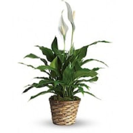 My Lady's Florist Westland - Also known as the peace lily, this dark leafy plant with its delicate white blossoms makes a simply elegant gift. There's nothing small about the sentiment delivered along with this pretty plant.