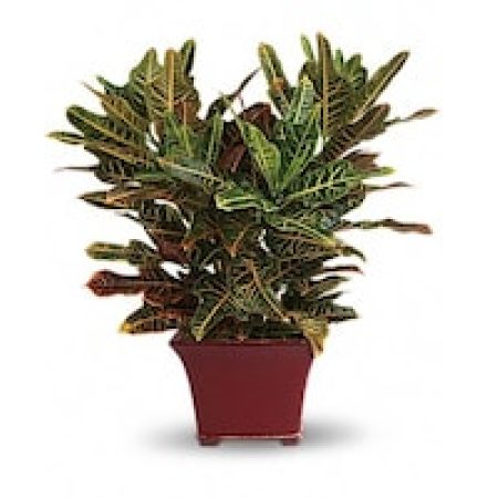 My Lady's Florist Westland - The croton is dignified and delightful. Its glossy green leaves carry vibrant accents of red and orange, making it the perfect plant for a wide variety of locations. Easy to care for and easy to love, this is one plant that is sure to brighten everyone's day.