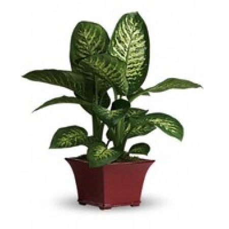 My Lady's Florist Westland - This delightful dieffenbachia makes a dashing gift! Rich and relaxing shades of green are on display in this easy-to-care-for leafy plant. A wonderful workplace gift!
