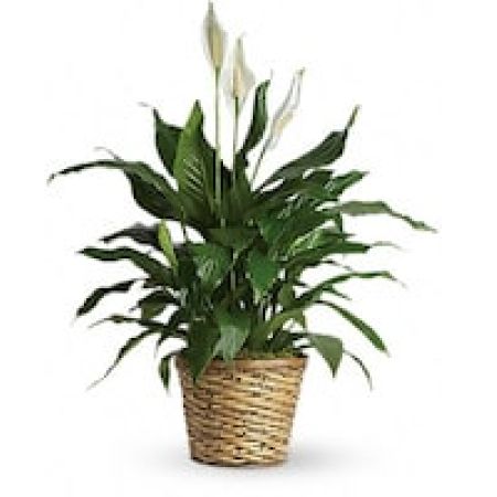 My Lady's Florist Westland - Known for its indoor beauty and ability to clear the air of contaminants, this brilliant green plant with dazzling white blossoms makes a perfect gift for almost any occasion. low-maintenance. High quality. Bet you never knew delivering elegance could be this simple.