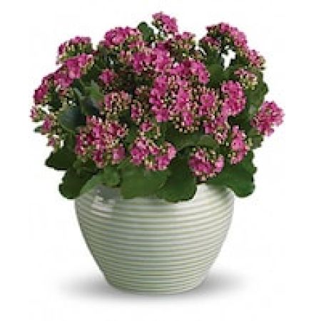 My Lady's Florist Westland - Bountiful and beautiful, the kalanchoe is one hardy plant that makes a heartfelt gift. It's hand-delivered in a crème ribbed planter.