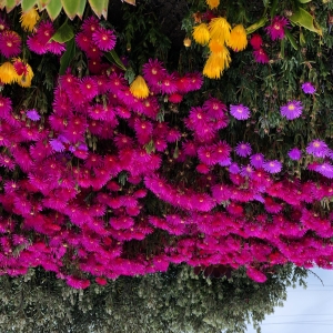 Dottie's Flowers and Plants Los Angeles - Okay, here are a few descriptions for Call My Florist Flowers & Gifts' product "Hoang is testing Just the description", based on the image you provided. I've tried to offer a range, from concise to more descriptive:

**Option 1 (Concise):**

"A vibrant burst of color! This stunning arrangement features a lush mix of magenta, purple, and yellow blooms. Perfect for brightening any space or sending a cheerful message."

**Option 2 (More Descriptive):**

"Overflowing with joy, 'Hoang is testing Just the description' is a captivating display of African Daisy flowers! Deep magenta and playful purple petals are accented by sunny yellow centers, creating a lively and eye-catching arrangement. A touch of greenery adds texture and depth. These cheerful flowers are ideal for birthdays, get-well wishes, or simply to spread a little happiness."

**Option 3 (Focus on Feeling):**

"Bring a piece of sunshine indoors with this delightfully colorful bouquet! 'Hoang is testing Just the description' is a playful mix of magenta, purple and yellow African Daisies that evokes feelings of warmth and positivity. It's a unique and vibrant gift that's sure to brighten someone's day."

**I can customize these further if you tell me:**

*   What occasion is this best suited for?
*   Is it a single arrangement or part of a larger collection?
*   Do you have a specific tone you want (e.g., elegant, rustic, modern)?



