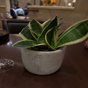 Dottie's Flowers and Plants Los Angeles - Bring a touch of serene sophistication to any space with this striking Snake Plant, also known as Mother-in-Law’s Tongue. Its bold, variegated leaves offer a clean, modern aesthetic and purify the air for a healthier home or office. This low-maintenance houseplant is beautifully potted in a minimalist ceramic container, perfect for gifting or enhancing your own décor. Enjoy effortless greenery and a calming presence with this resilient and stylish succulent.