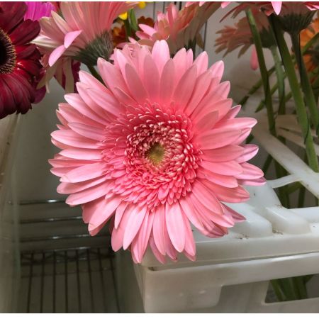 Madison Avenue Florist - Demo Fort Lauderdale - Gh