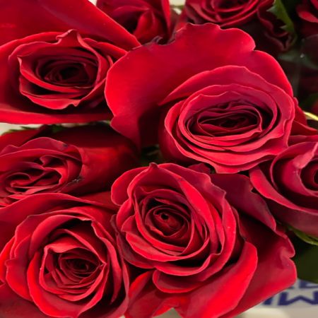 Madison Avenue Florist - Demo Fort Lauderdale - Our perfect red roses. Symbolizing love, romance and admiration. 