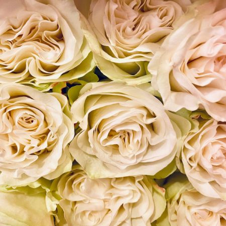 Madison Avenue Florist - Demo Fort Lauderdale - Our Gorgeous Moonstone roses. Ruffled creamy white roses.
White roses often represent purity, a new beginning, everlasting love and youthfulness. 