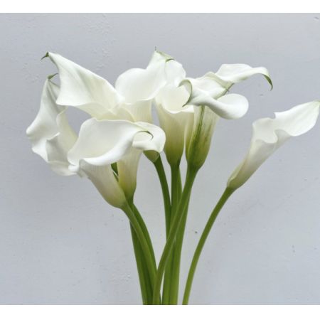 Madison Avenue Florist - Demo Fort Lauderdale - Calla LIly Mini