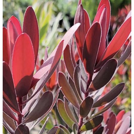 Madison Avenue Florist - Demo Fort Lauderdale - Leucadendron Safari Sunset