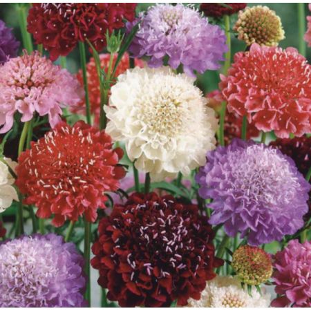 Madison Avenue Florist - Demo Fort Lauderdale - Scabiosa