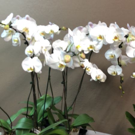 Beaverton Florists- Demo Beaverton - Gj