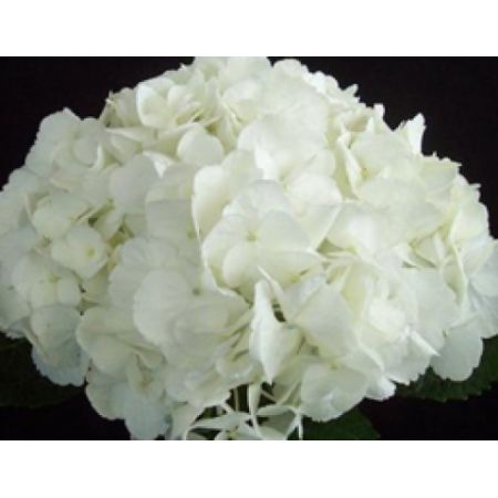 Beaverton Florists- Demo Beaverton - 36 White Hydrangea Stems in a Box