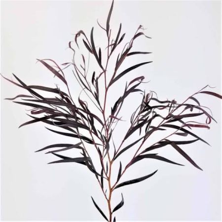 Beaverton Florists- Demo Beaverton - Agonis