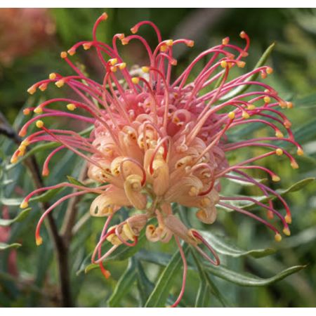 Beaverton Florists- Demo Beaverton - Grevillea