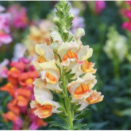 Beaverton Florists- Demo Beaverton - Snapdragon