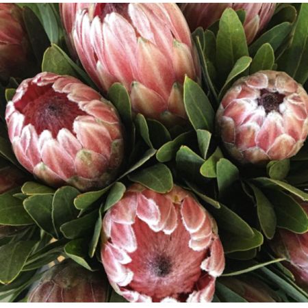 Beaverton Florists- Demo Beaverton - Protea Pink Ice
