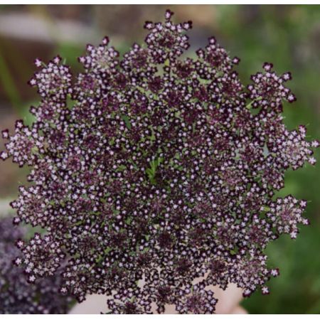 Beaverton Florists- Demo Beaverton - Queen Anne's Lace Chocolate