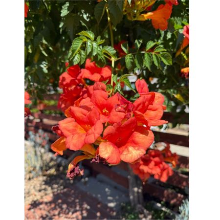 Beaverton Florists- Demo Beaverton - Bathed in the warm embrace of a fading sun Sunset Radiance is a breathtaking floral composition designed to evoke feelings of peace and joy. This stunning arrangement features a harmonious blend of textures and tones reminiscent of a summer evening. Imagine this bouquet gracing your dining table filling a room with its delicate fragrance and vibrant beauty. It’s more than just flowers; it’s a moment of tranquility a burst of color and a heartfelt expression of affection. Perfect for celebrating life’s milestones offering sympathy or simply brightening someone’s day Sunset Radiance is a gift that will be cherished. This beautiful flower arrangement is a perfect way to show someone you care.