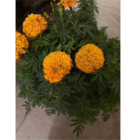 Beaverton Florists- Demo Beaverton - Bring the warmth and joy of a summer afternoon indoors with Sunlit Meadow. This captivating arrangement bursts with the carefree spirit of wildflowers expertly assembled to evoke feelings of happiness and tranquility. Imagine the soft glow of sunlight dancing across delicate petals filling a room with natural beauty. Sunlit Meadow is a beautiful centerpiece for your own table or a thoughtful gesture to brighten someone's day offering a moment of peace and a reminder of nature's simple pleasures. This bouquet is perfect for expressing sympathy celebrating a milestone or simply saying 'thinking of you'.