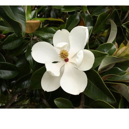 GotFlowers Demo San Francisco - 