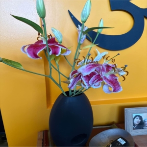 Demo Florists-13 Coppell - Evoke the vibrant spirit of a tropical paradise with 'Singapore' a stunning floral arrangement designed to capture the essence of exotic beauty. This lavish bouquet bursts with color and fragrance offering a truly immersive sensory experience. Imagine the sweet delicate scent filling a room creating an atmosphere of tranquility and joy. The interplay of textures from the lush greenery to the velvety petals is a feast for the eyes. 'Singapore' is more than just flowers; it's a celebration of life a gesture of profound affection or a radiant centerpiece for any special occasion. Perfect for birthdays anniversaries or simply to brighten someone’s day this arrangement speaks volumes without uttering a single word. Bring the warmth and serenity of the Garden City into your home or the home of someone you cherish.