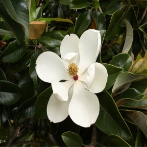 Lily Symphony
