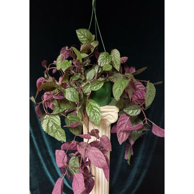 The Flower Box Kingsville - Green plant in 10” hanging basket 