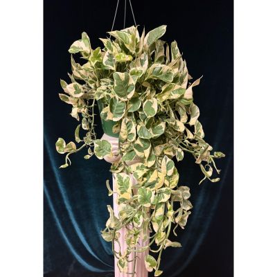 The Flower Box Kingsville - Enjoy variegated pothos in 10” hanging basket. 