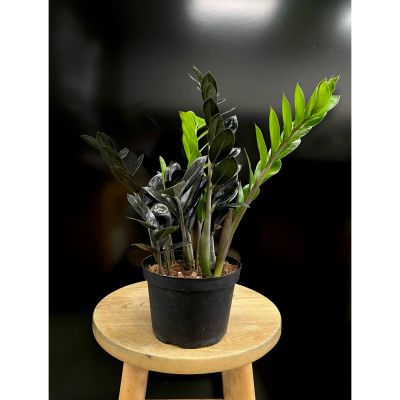 Fortin Gage Nashua - The ZZ plant is a great choice for beginners and experienced plant-parents alike. Resilient and low-maintenance, the ZZ plant can tolerate drought and neglect. As the young, green stalks of the “Black Raven” variety mature, they slowly turn into a deep, natural, black color. 