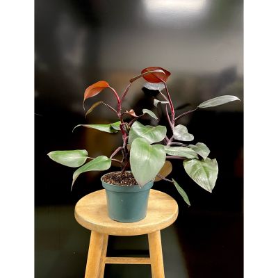 Fortin Gage Nashua - The “Black Cardinal” Philodendron adds a bold touch to any space. The leaves unfurl into a glossy, burgundy shade, which develop into a matte dark green shade. 
