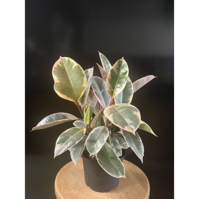 Fortin Gage Nashua - A very popular and visually striking house plant, known for its broad glossy leaves with colorful, patterned margins.