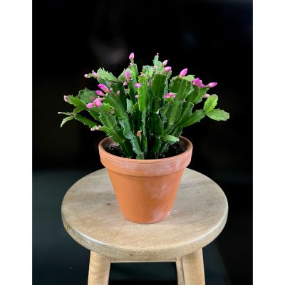 Fortin Gage Nashua - Colors may vary. 