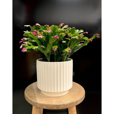 Fortin Gage Nashua - An 8” Christmas cactus in a chic, cream-colored, ceramic pot. 