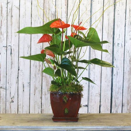 Madison Avenue Florist Sacramento - Celebrate any occasion with the Anthurium Plant.  Select Color when ordering. A special and enduring gift that adds a touch of elegance to any space. Anthurium plants are known for their unique heart-shaped blooms and are remarkably easy to care for, making them a perfect choice for plant enthusiasts. This plant is not just a thoughtful gesture but a lasting expression of care and appreciation. It's a gift that keeps on giving, bringing a touch of nature and sophistication to any home or office. 