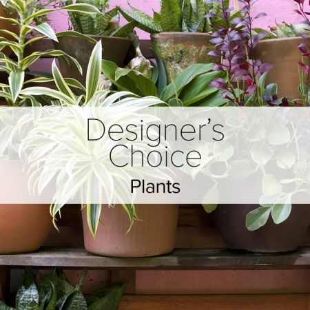 Madison Avenue Florist Sacramento - Select from our large assortment of in house plants. From new business openings to get well, our plant selection is one of the largest in Sacramento. Options include blooming or traditional green plants which are all chosen from the finest greenhouses in northern California. Our inventory also includes succulents, orchids and seasonal selections.