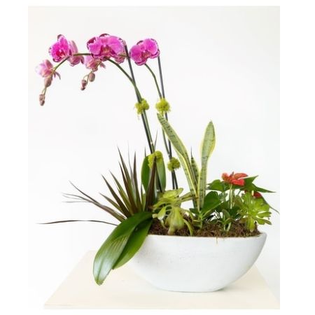 Conroy's Florist & Flower Delivery Mission Viejo - A stunning dish.  Dishing Up Orchids is the perfect blend of plants, succulents, and orchids. 

Container and plants may vary based upon availability.