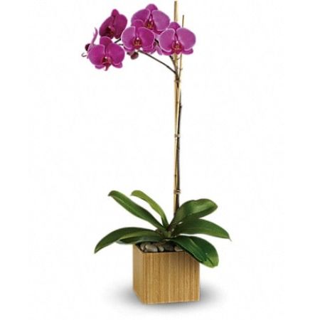Conroy's Flowers Mission Viejo Mission Viejo - Shangri-la might be a fictional place, but this stunning orchid is firmly planted in the most beautiful kind of reality. An exotic lavender phalaenopsis orchid comes delivered in a distinctive cube made of beautiful, natural bamboo. It's easy to take care of and lovely to look at.