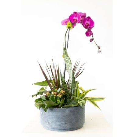 Conroy's Florist & Flower Delivery Mission Viejo - A purple Phalaenopsis Orchid adds style and sophistication to mixed plants in this sleek grey bowl.  Sophistication Dish Garden will add a pop of color to any space.  