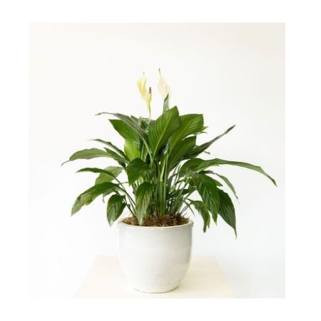 Conroy's Florist & Flower Delivery Mission Viejo - Bring some peace into your home or office with this 8&#34; Peace Lily.