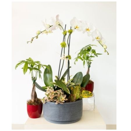 Conroy's Florist & Flower Delivery Mission Viejo - Triple treat is an assortment of our elegant Orchids and two Money Tree plants in red planters.  A perfect trio for your home or keep one and gift two!