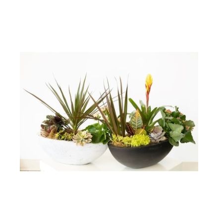 Conroy's Florist & Flower Delivery Mission Viejo - Ying and Yang are two boat shaped containers filled with green plants and succulent.  