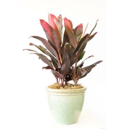 Conroy's Florist & Flower Delivery Mission Viejo - This 10&#34; red cordyline florica plant is delivered in a pale green ceramic container.