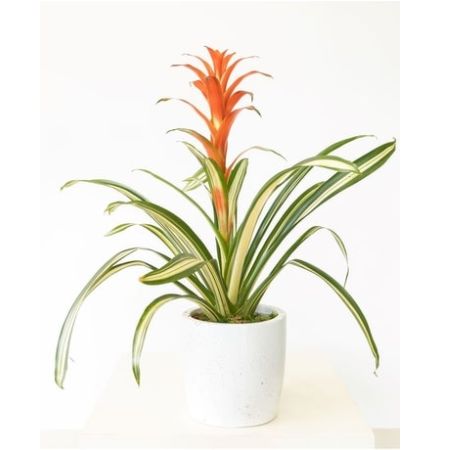Conroy's Flowers Mission Viejo Mission Viejo - Bromeliad Beauty will turn heads with it's beauty and bring a touch of tropical flair to any home or office.