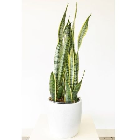 Conroy's Florist & Flower Delivery Mission Viejo - This snake plant is sure to standout in any home or office.